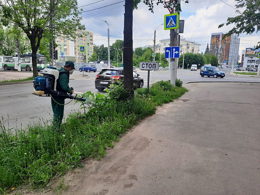 В Иванове обработают 10 очагов произрастания борщевика (список адресов)
